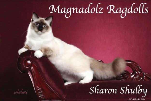 Ragdoll Champion Retired Queen RW SGC Willowtreerags Sylbr8 of Magnadolz
