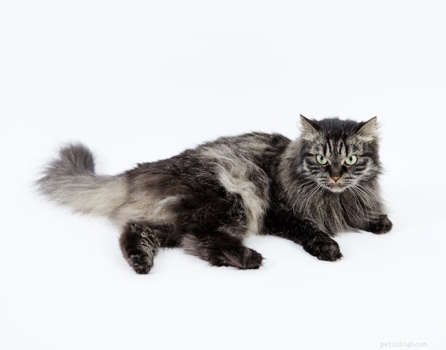 Discover the Largest Domestic Cat Breeds – Find the Perfect Big Cat for Your Home