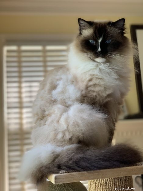 Discover the Largest Domestic Cat Breeds – Find the Perfect Big Cat for Your Home