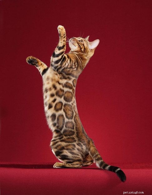 Discover the Largest Domestic Cat Breeds – Find the Perfect Big Cat for Your Home