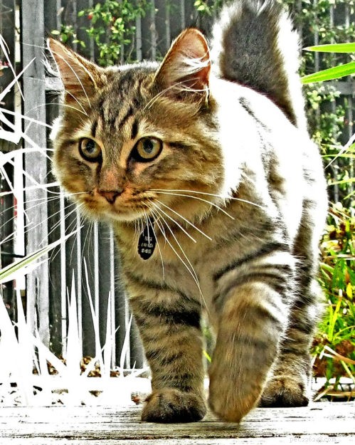 Discover the Largest Domestic Cat Breeds – Find the Perfect Big Cat for Your Home