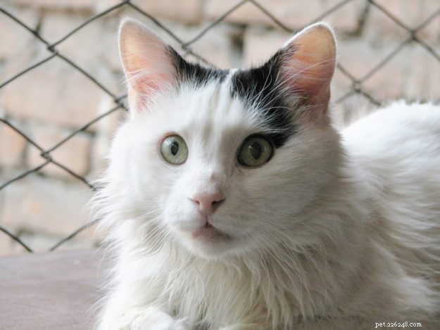 Discover the Largest Domestic Cat Breeds – Find the Perfect Big Cat for Your Home