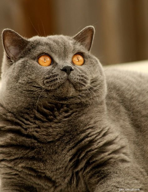 Discover the Largest Domestic Cat Breeds – Find the Perfect Big Cat for Your Home