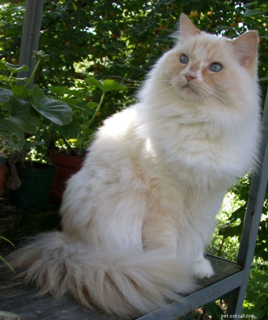 Discover the Largest Domestic Cat Breeds – Find the Perfect Big Cat for Your Home