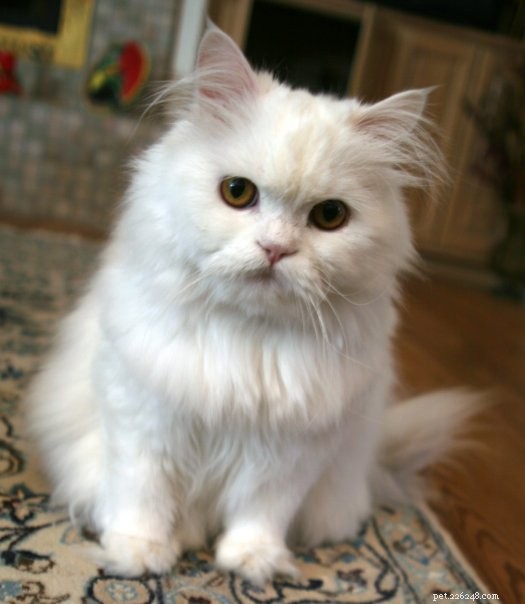 Discover the Largest Domestic Cat Breeds – Find the Perfect Big Cat for Your Home