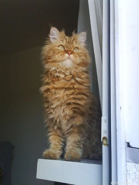 Discover the Largest Domestic Cat Breeds – Find the Perfect Big Cat for Your Home