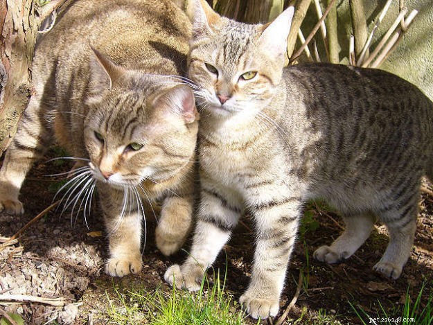 Discover the Largest Domestic Cat Breeds – Find the Perfect Big Cat for Your Home