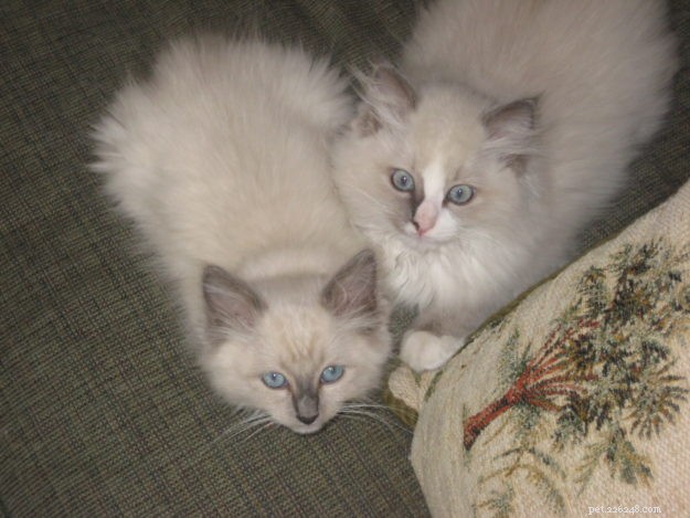Meet Bailey Sr., Bailey Jr., and Baxter Jr.: The Charming Ragdolls Featured as Cat of the Week