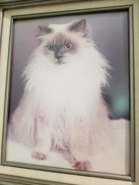 Meet Bailey Sr., Bailey Jr., and Baxter Jr.: The Charming Ragdolls Featured as Cat of the Week