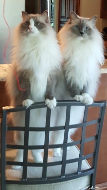Meet Bailey Sr., Bailey Jr., and Baxter Jr.: The Charming Ragdolls Featured as Cat of the Week