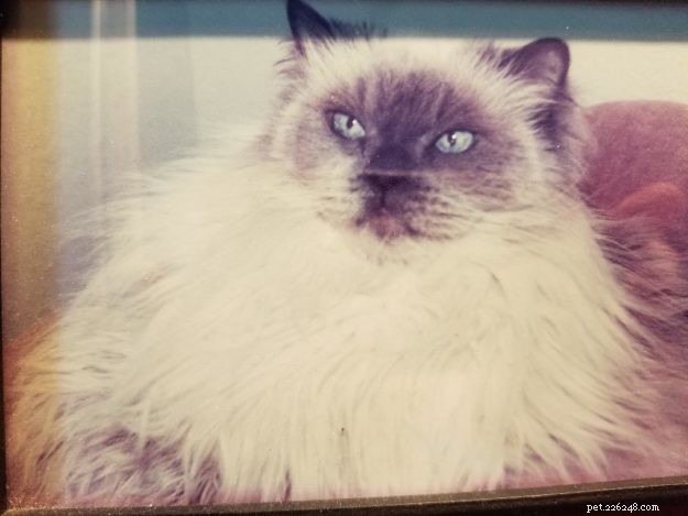 Meet Bailey Sr., Bailey Jr., and Baxter Jr.: The Charming Ragdolls Featured as Cat of the Week