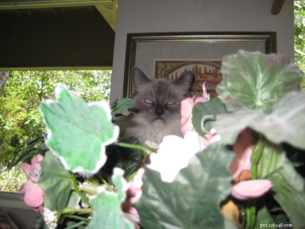 Meet Bailey Sr., Bailey Jr., and Baxter Jr.: The Charming Ragdolls Featured as Cat of the Week