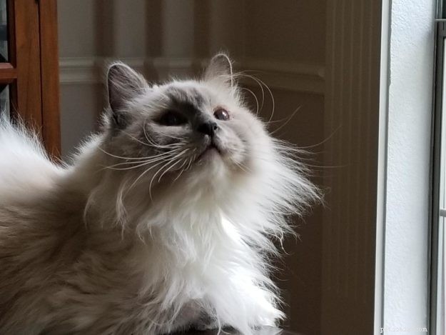 Meet Bailey Sr., Bailey Jr., and Baxter Jr.: The Charming Ragdolls Featured as Cat of the Week