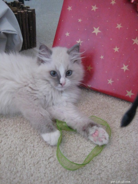Meet Bailey Sr., Bailey Jr., and Baxter Jr.: The Charming Ragdolls Featured as Cat of the Week