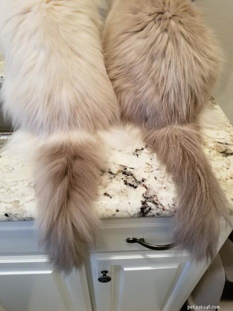Meet Bailey Sr., Bailey Jr., and Baxter Jr.: The Charming Ragdolls Featured as Cat of the Week