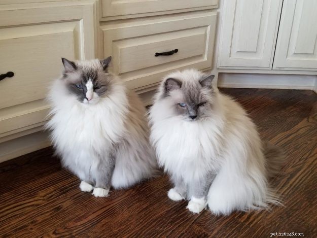 Meet Bailey Sr., Bailey Jr., and Baxter Jr.: The Charming Ragdolls Featured as Cat of the Week
