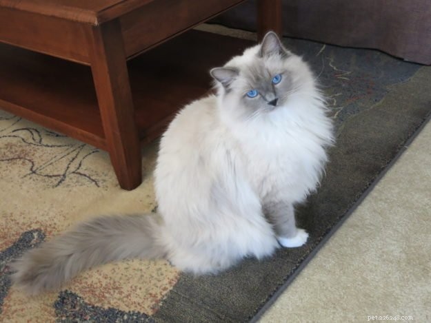 Meet Bailey Sr., Bailey Jr., and Baxter Jr.: The Charming Ragdolls Featured as Cat of the Week