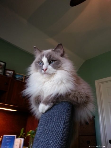 Meet Bailey Sr., Bailey Jr., and Baxter Jr.: The Charming Ragdolls Featured as Cat of the Week