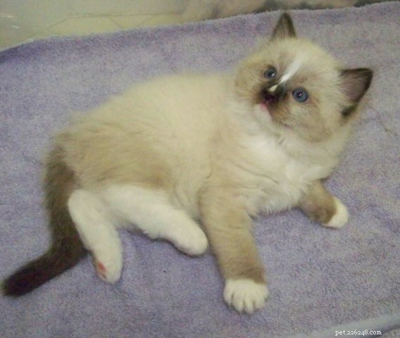 Ragdoll Cat Genetics: Understanding Colors, Patterns, and Breeding Outcomes