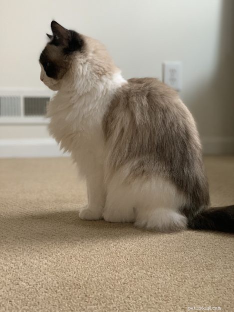 Ragdoll Cat Genetics: Understanding Colors, Patterns, and Breeding Outcomes