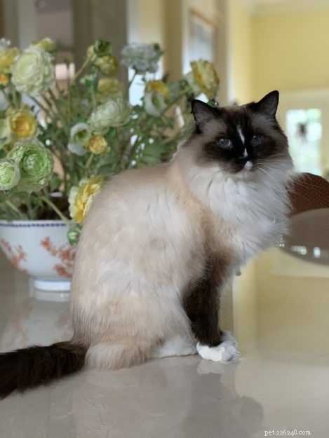 Ragdoll Cat Genetics: Understanding Colors, Patterns, and Breeding Outcomes
