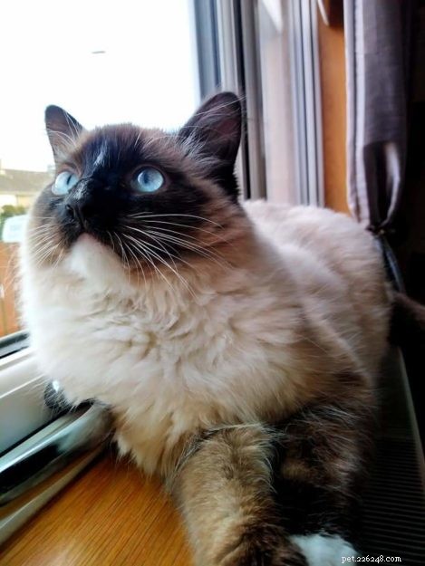 Meet Mocha: Edinburgh s Adorable Ragdoll Cat Rescued from Lothian Cat Rescue