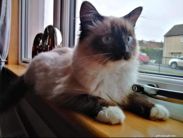 Meet Mocha: Edinburgh s Adorable Ragdoll Cat Rescued from Lothian Cat Rescue
