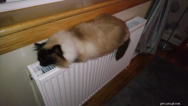 Meet Mocha: Edinburgh s Adorable Ragdoll Cat Rescued from Lothian Cat Rescue