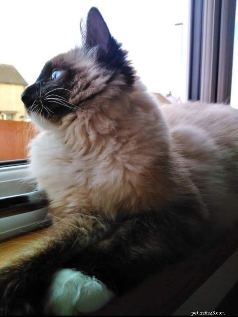 Meet Mocha: Edinburgh s Adorable Ragdoll Cat Rescued from Lothian Cat Rescue