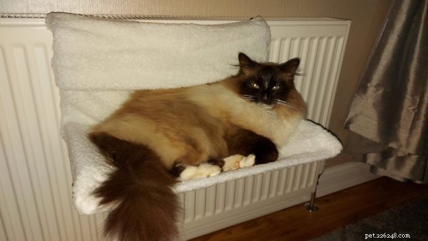 Meet Mocha: Edinburgh s Adorable Ragdoll Cat Rescued from Lothian Cat Rescue