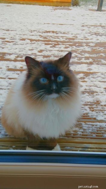 Meet Mocha: Edinburgh s Adorable Ragdoll Cat Rescued from Lothian Cat Rescue