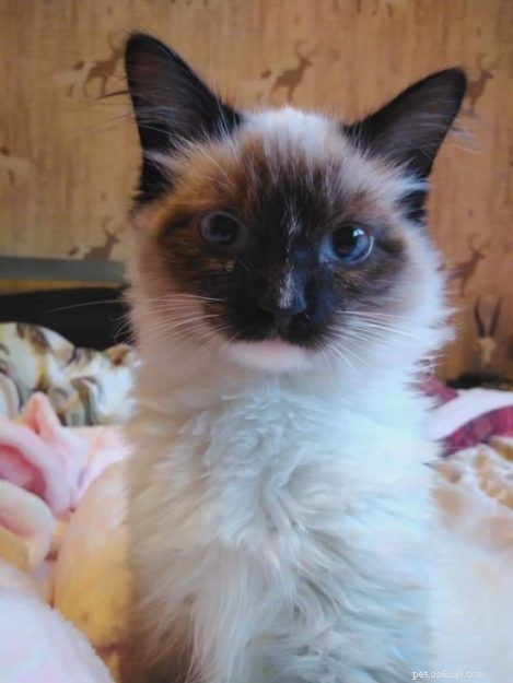 Meet Mocha: Edinburgh s Adorable Ragdoll Cat Rescued from Lothian Cat Rescue