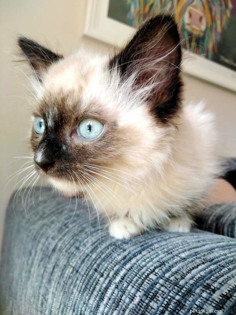 Meet Mocha: Edinburgh s Adorable Ragdoll Cat Rescued from Lothian Cat Rescue