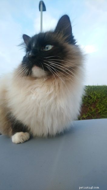 Meet Mocha: Edinburgh s Adorable Ragdoll Cat Rescued from Lothian Cat Rescue