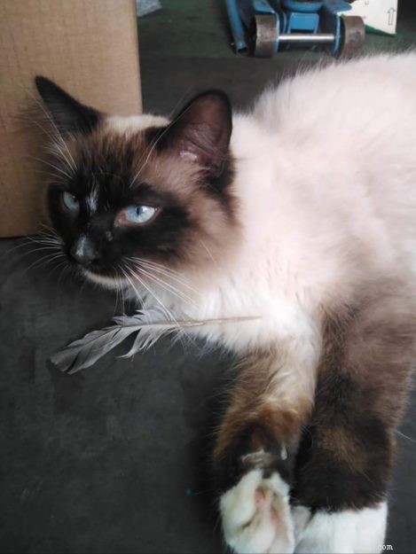 Meet Mocha: Edinburgh s Adorable Ragdoll Cat Rescued from Lothian Cat Rescue