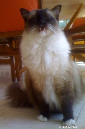 Why Cats Keep Their Mouths Open After Sniffing: The Science Explained