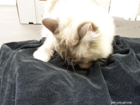 Why Cats Keep Their Mouths Open After Sniffing: The Science Explained