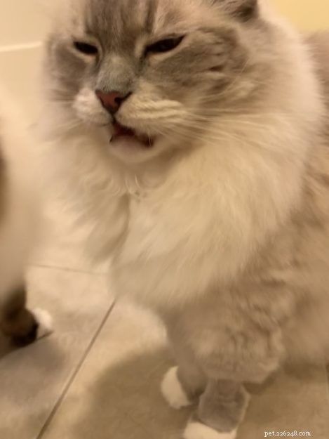 Why Cats Keep Their Mouths Open After Sniffing: The Science Explained