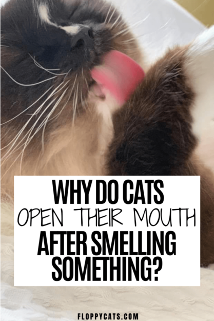 Why Cats Keep Their Mouths Open After Sniffing: The Science Explained