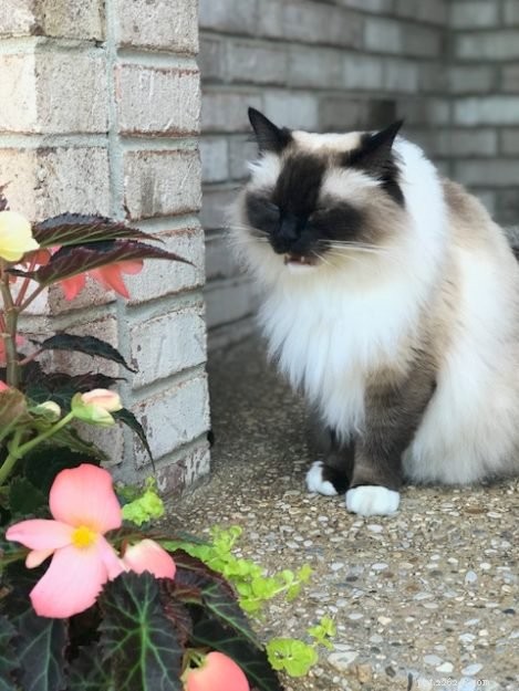 Why Cats Keep Their Mouths Open After Sniffing: The Science Explained