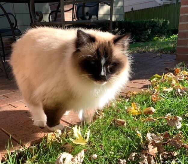 Why Cats Keep Their Mouths Open After Sniffing: The Science Explained