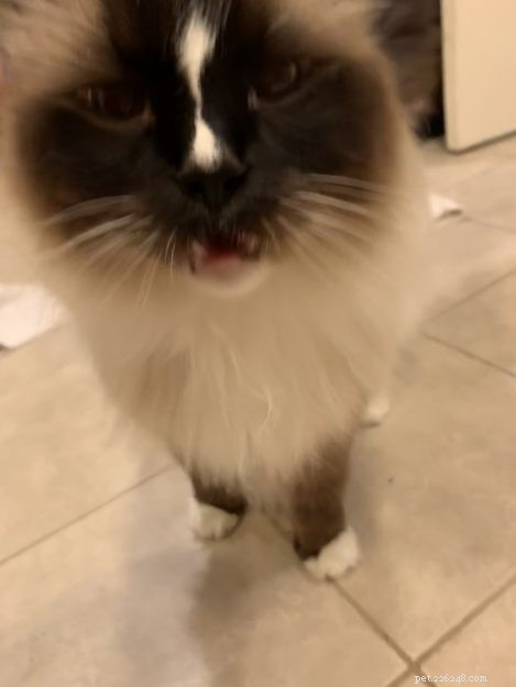 Why Cats Keep Their Mouths Open After Sniffing: The Science Explained