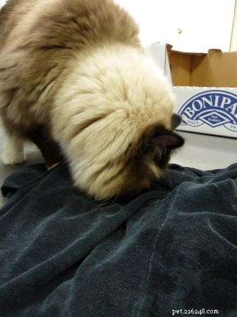 Why Cats Keep Their Mouths Open After Sniffing: The Science Explained