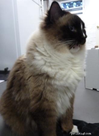 Why Cats Keep Their Mouths Open After Sniffing: The Science Explained