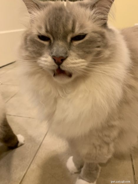 Why Cats Keep Their Mouths Open After Sniffing: The Science Explained