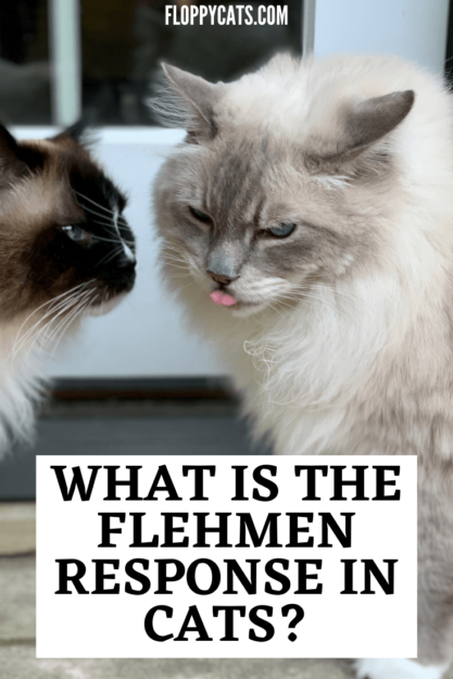 Why Cats Keep Their Mouths Open After Sniffing: The Science Explained