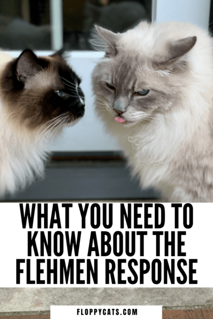 Why Cats Keep Their Mouths Open After Sniffing: The Science Explained
