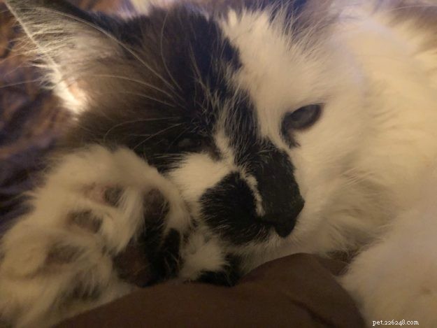 Georgia the Floppycat – Meet Our Charming Cat of the Week