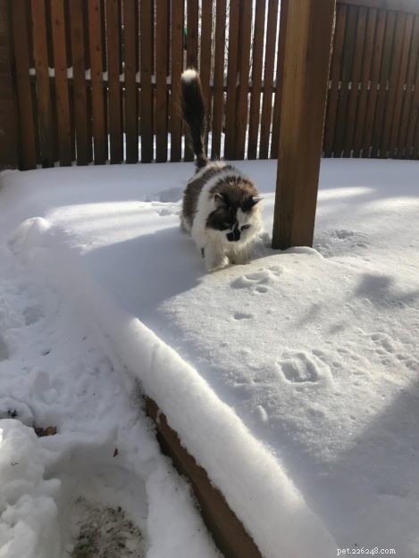 Georgia the Floppycat – Meet Our Charming Cat of the Week