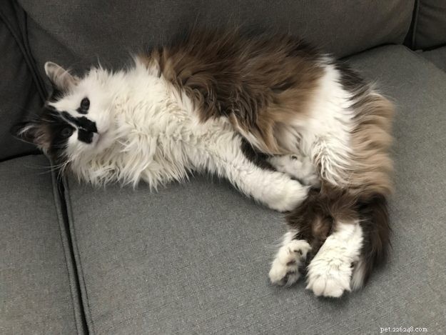 Georgia the Floppycat – Meet Our Charming Cat of the Week